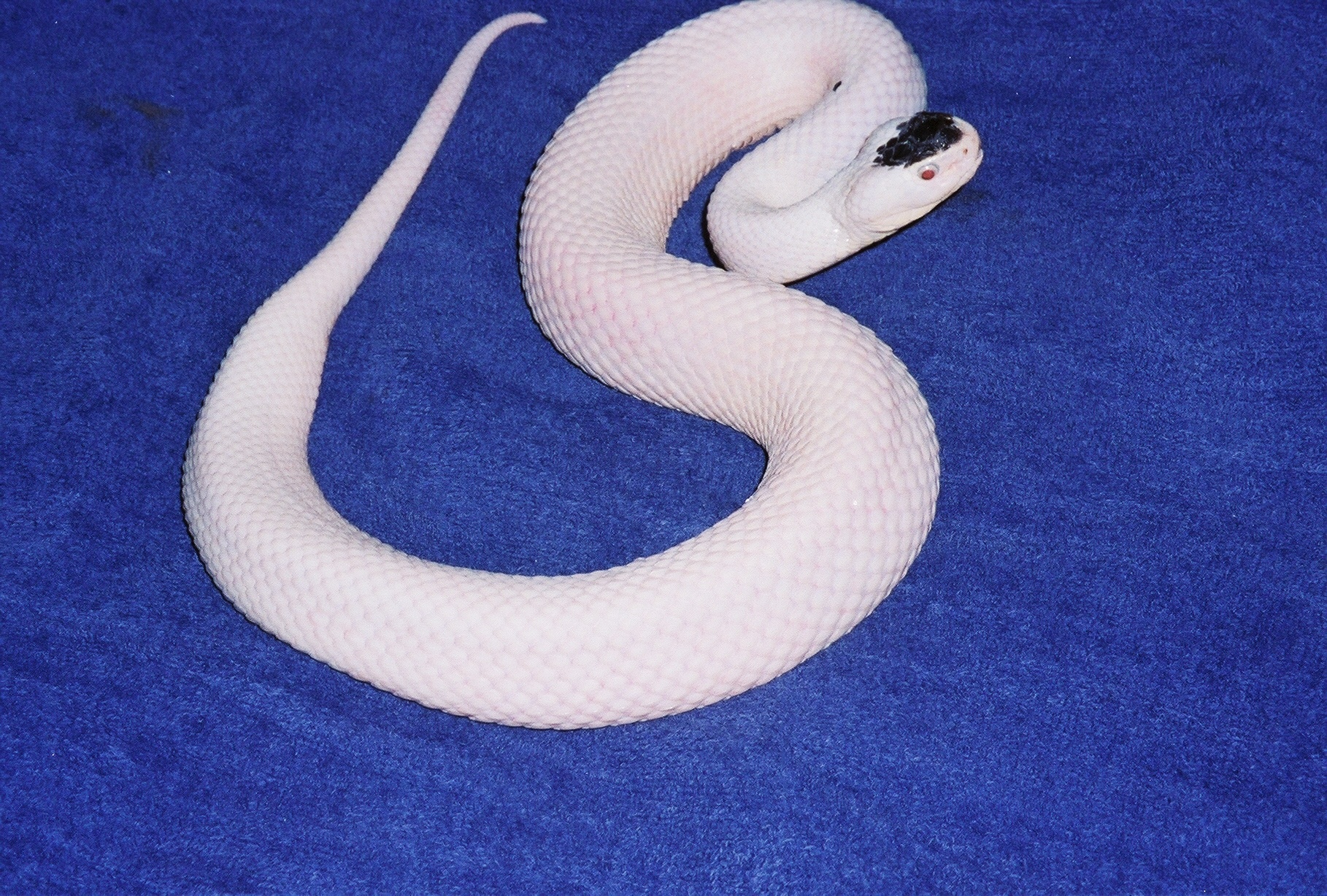 Leucistic Cottonmouth 6-16-06.jpg [1154 Kb]